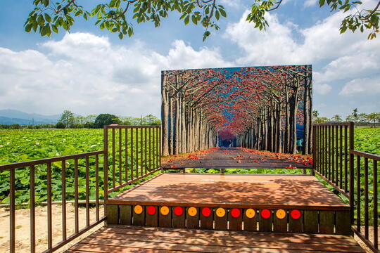 There is a backdrop next to kapok road, visitors also can take photo for red kapok when you are not in the season