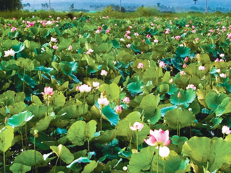 Baihe’s Lotus Festival