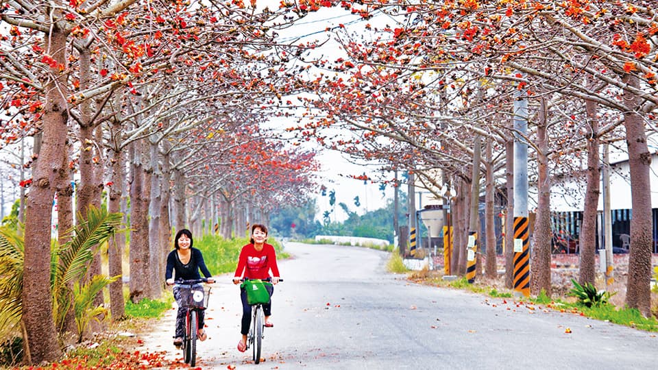 Linchupi Kapok Road