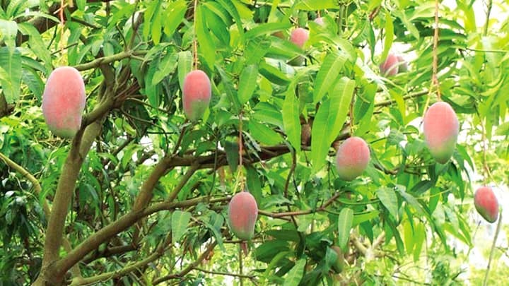 Mangos