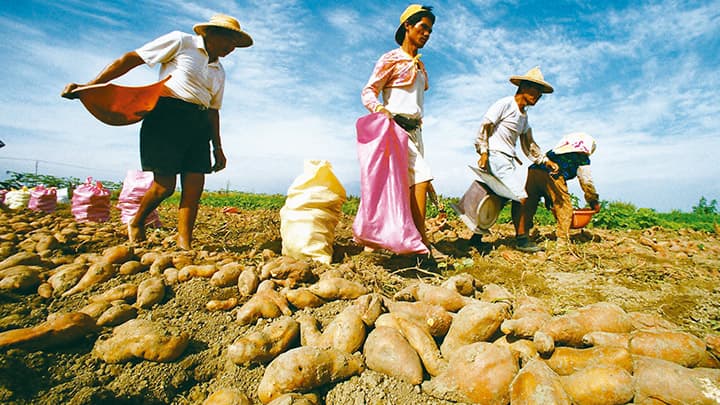 Sweet Potatoes