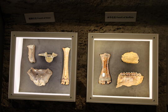 Tainan City Zuojhen Fossil Park