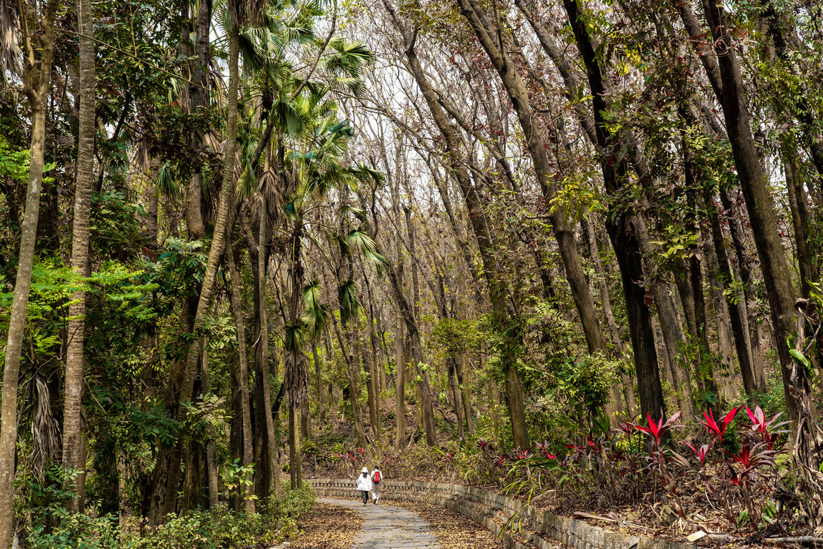 中興大学新化林場