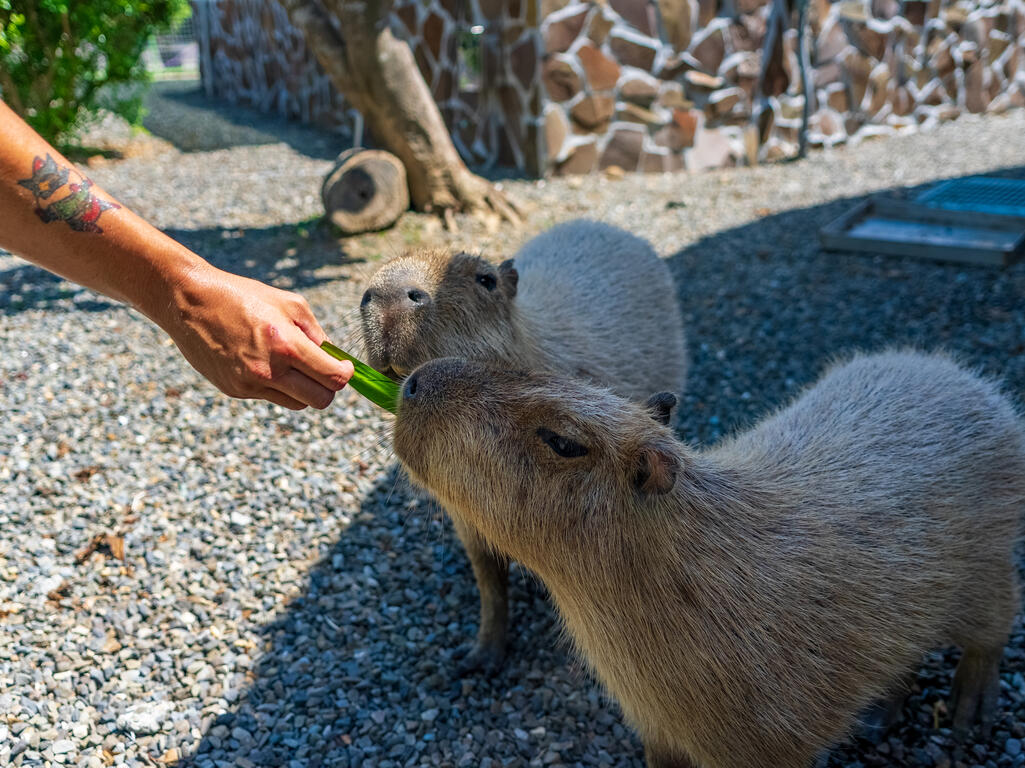 餵食水豚