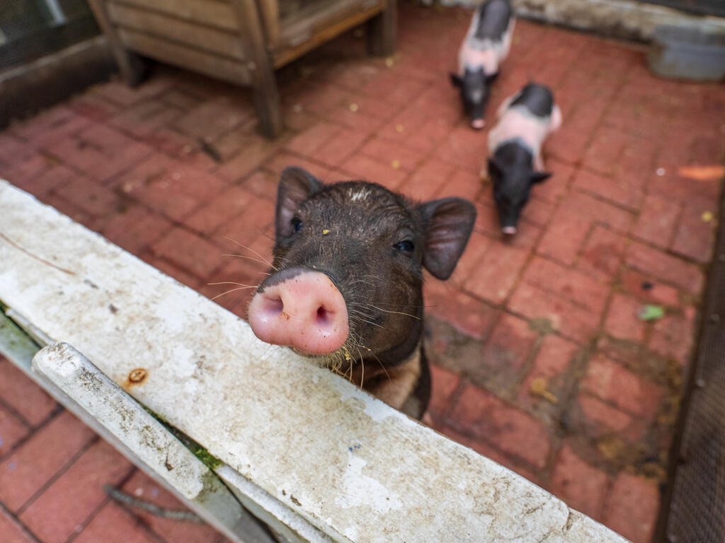 大坑休閒農場可愛小豬
