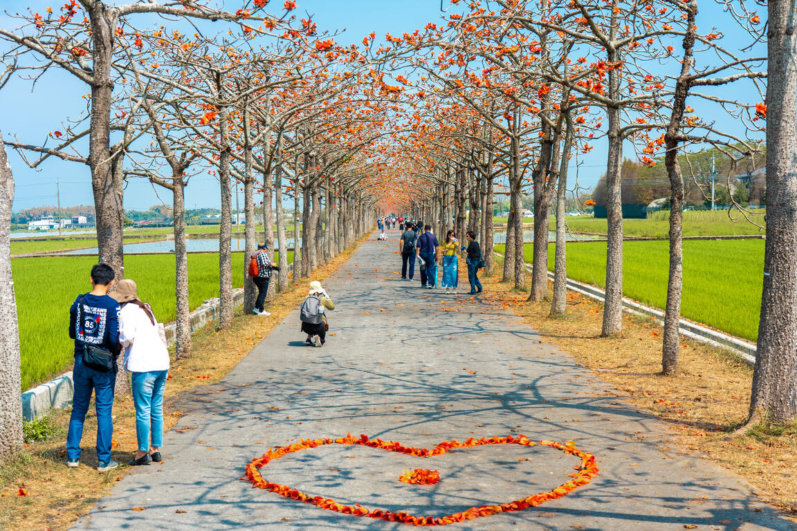 Kapok Blooming season
