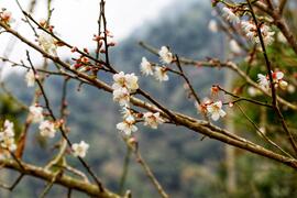 含苞待放的梅花與盛開的梅花