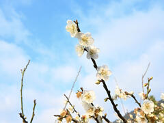 開到枝頭的梅花