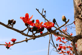 2026 Baihe Linchupi Kapok Flower Festival