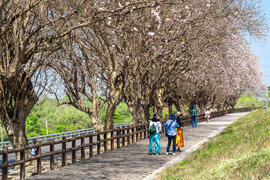 烏山頭香榭大道南洋櫻