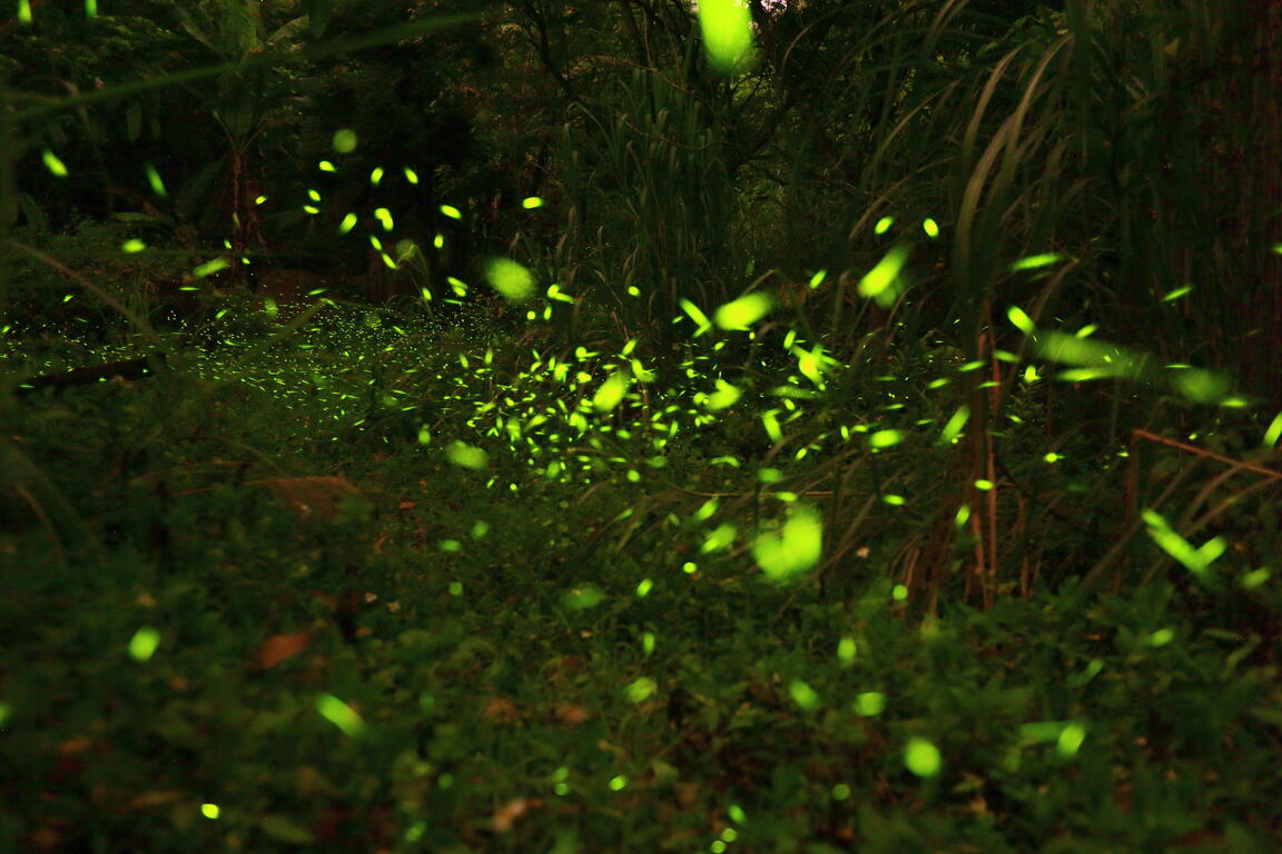 螢火蟲近景-南寮社區區發展協會提供
