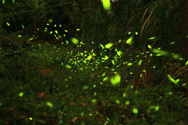 螢火蟲近景-南寮社區區發展協會提供