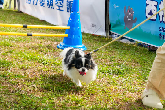 2026毛孩運動會活動花絮