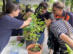 蝴蝶幼蟲及寄主植物觀察