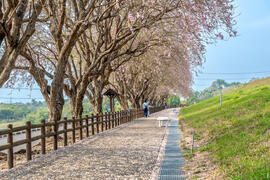 Xiangxie Boulevard