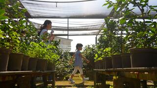 遊客參觀怡馨園茶花莊及進行植栽解說