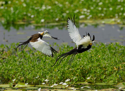 2 Pheasant-tailed Jacanas is chasing