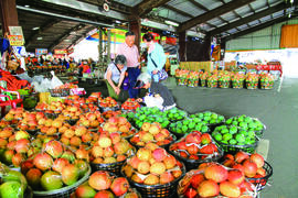 芒果季市場中滿滿的芒果