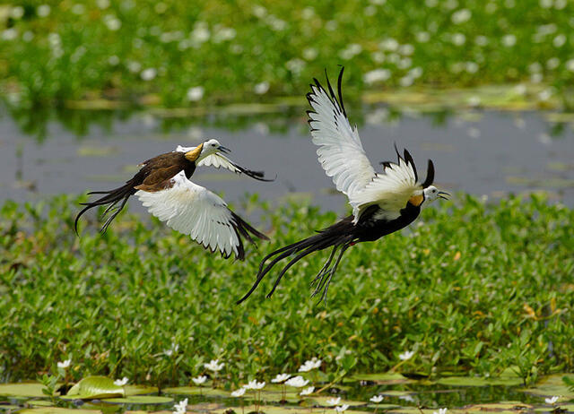 兩隻水雉在互相追逐