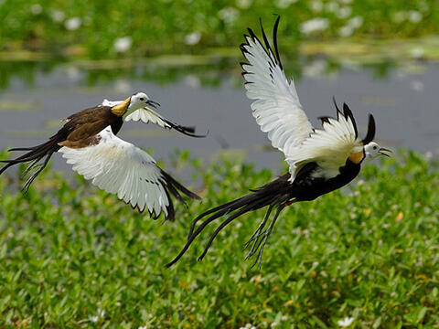 The Jacana Sanctuary