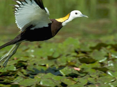 The Jacana Sanctuary