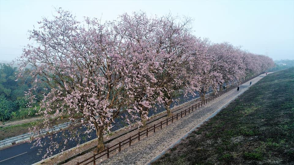 烏山頭香榭大道