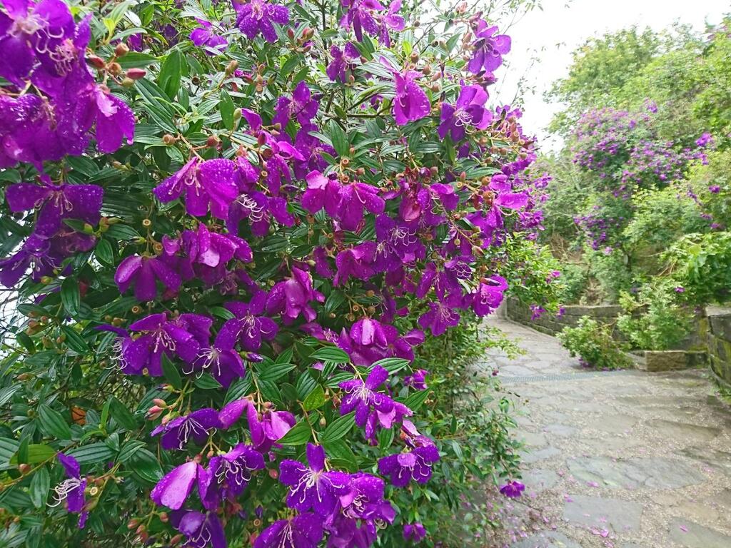 梅峰古道漫遊賞花