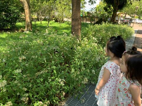 嶺頂公園紫斑蝶翩翩飛舞