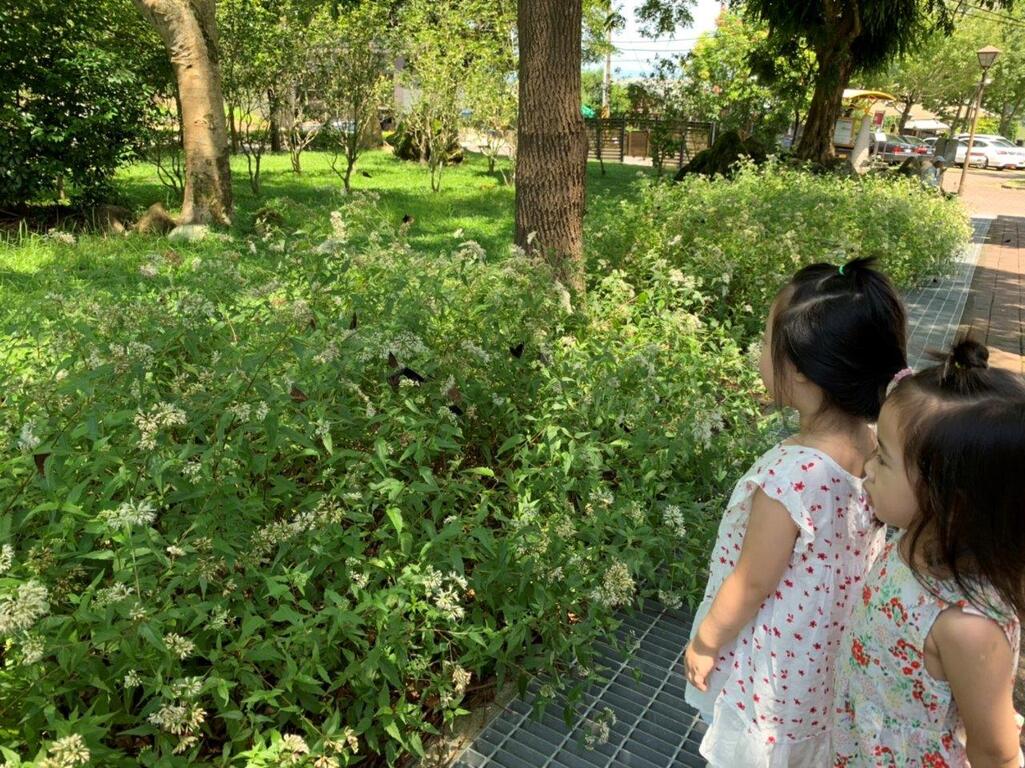 Having worked with the Taiwan Purple Butterfly Ecological Conservation Association in the last 10 years, the Administration has planted trees according to the plantation of the butterfly’s original habitats, managed conservation in Siraya as a habitat on the butterfly’s migration paths, and held nectar-plant growing and environmental education events.