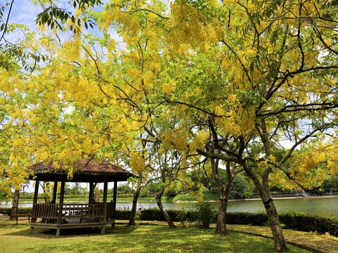 虎頭埤ダム風景区のナンバンサイカチ（南蛮皀莢）花期の風景