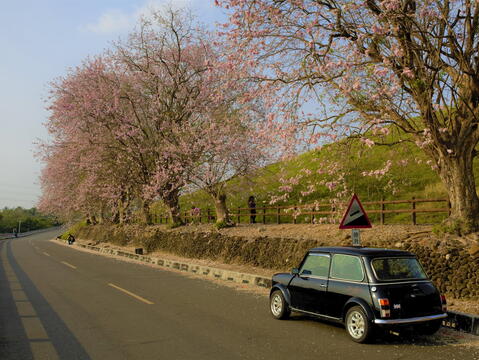 烏山頭水庫南洋櫻香榭大道