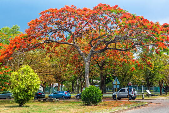 Royal poinciana blossom of Zengwen Reservoir