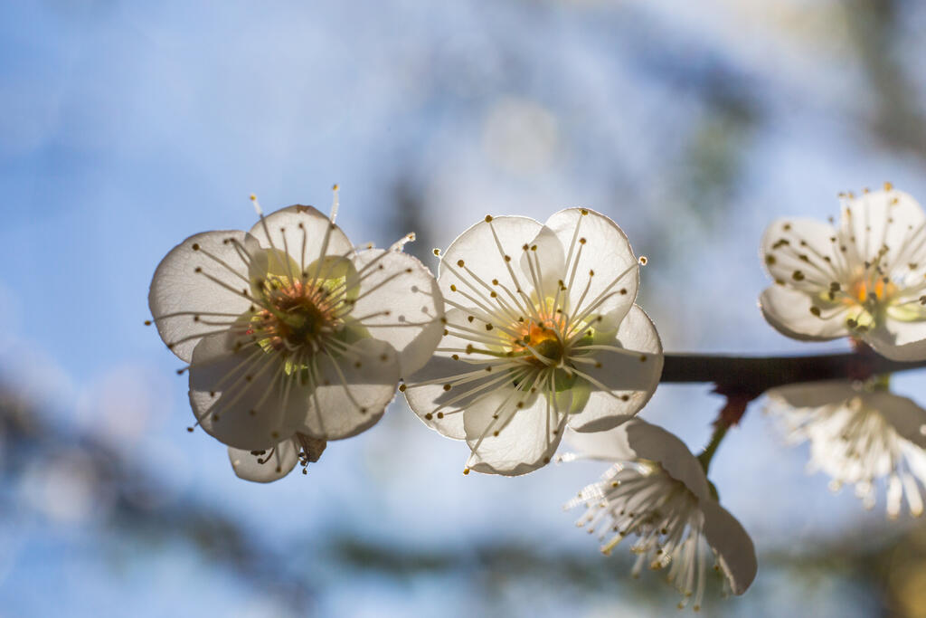 Plum blossoms bloom at Meiling Scenic Area