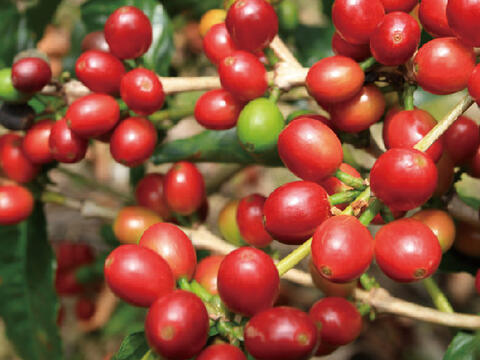 李子園小舖的咖啡都是當地農民親手栽種