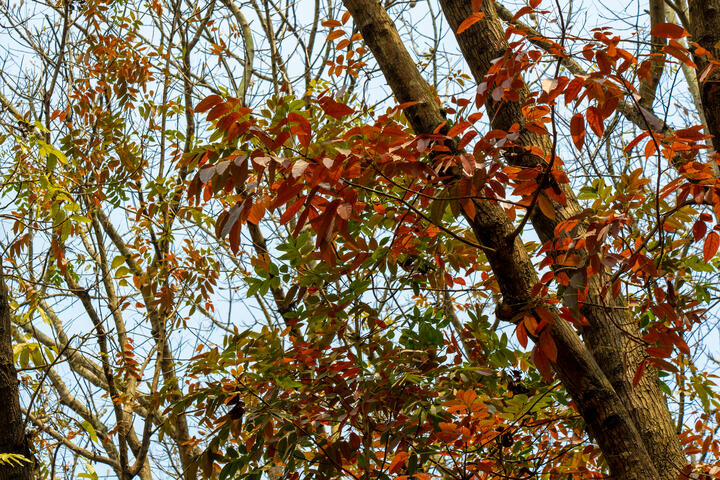 中興大學新化林場