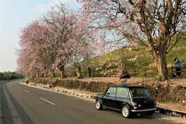 烏山頭南洋櫻香榭大道