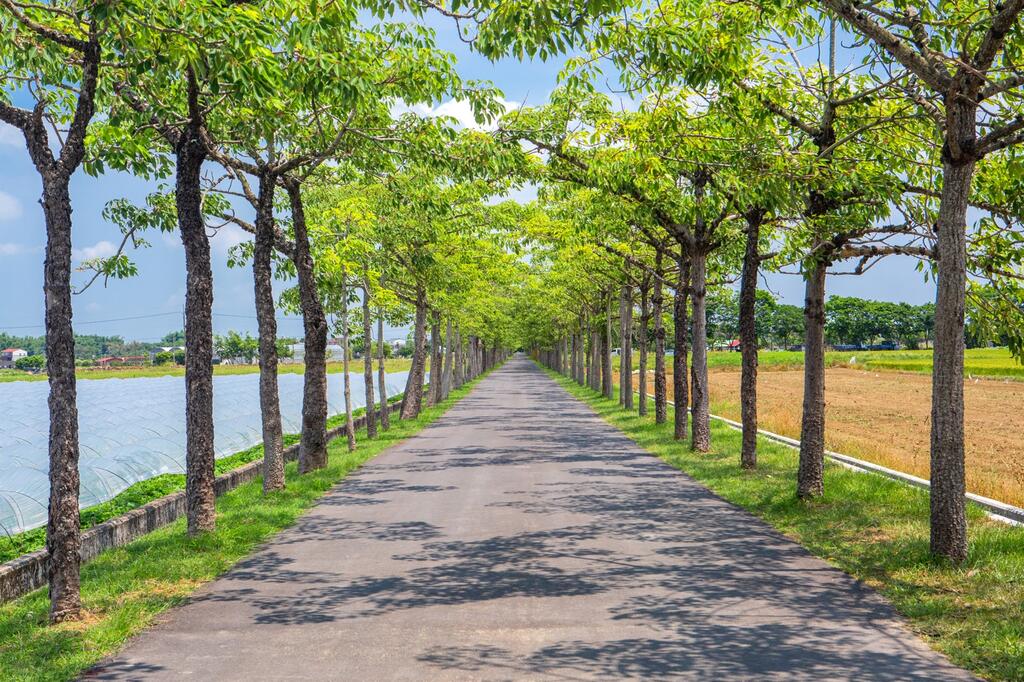 緑色のキワタ道