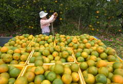 The place of origin of ponkan is at Nanliao community which is on 175 Dongshan Coffee Road