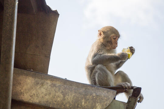 臺灣獼猴吃著水果