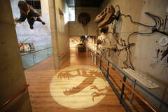 左鎮化石園區內有多樣生物化石與互動設施