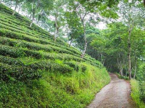 There are many walking trails at Meiling Scenic Area