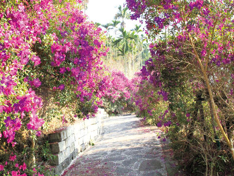 Purple peonies blossom at Meiling Scenic Area