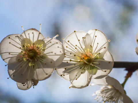 Plum blossoms bloom at Meiling Scenic Area