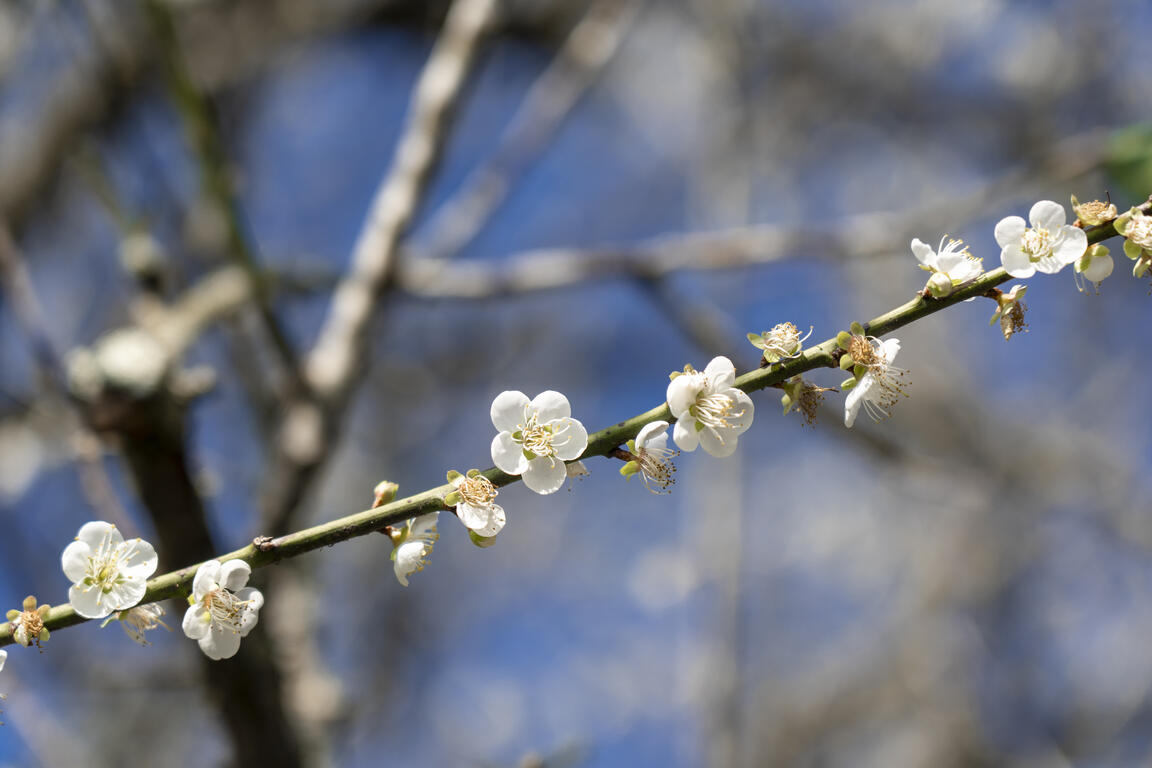 梅嶺風景區梅花盛開