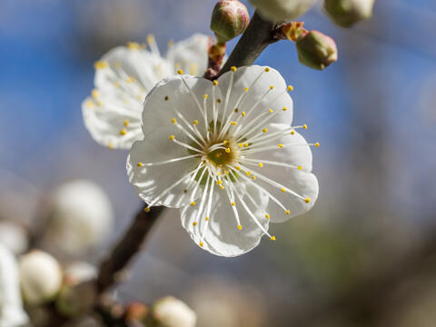 毎年の冬に梅嶺風景区で満開の梅花