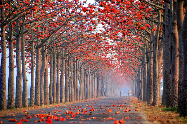 木棉花盛開時整條路都被染成鮮豔的紅色