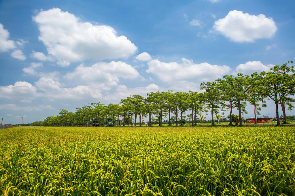 稻田與木棉花道