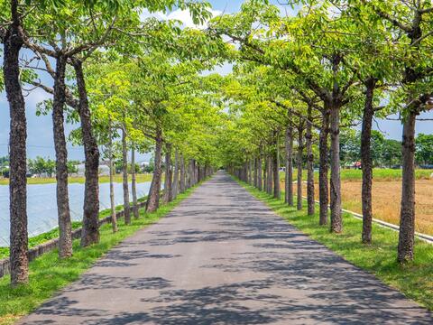 Green kapok road