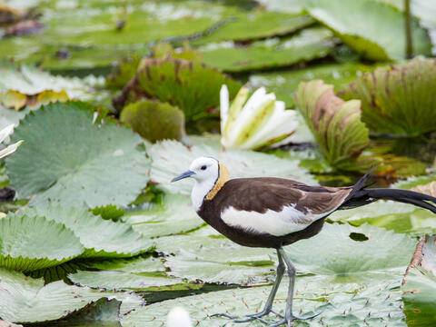 You can see the beautiful figure of Jacana every October