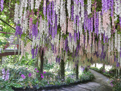 大坑休閒農場入口紫藤花隧道